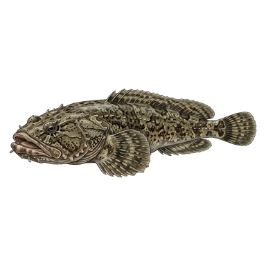 ภาพการ์ตูนของAmazon toadfish