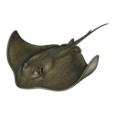 ภาพการ์ตูนของBat ray