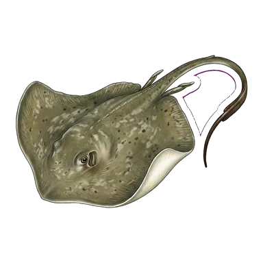 Common stingray