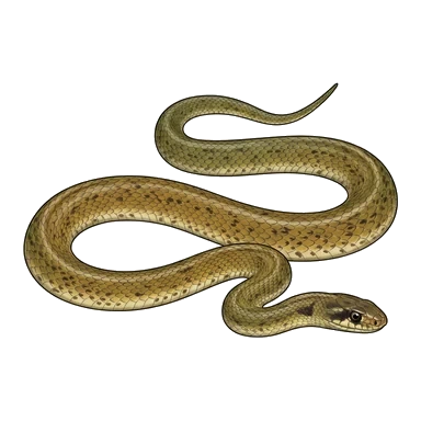 Dugite-এর কার্টুন