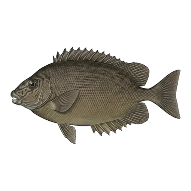 ภาพการ์ตูนของDusky spinefoot