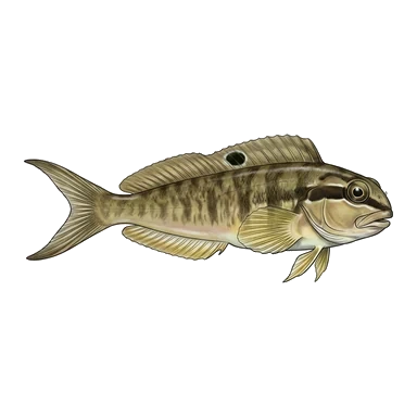 Dibujo de Forktail blenny