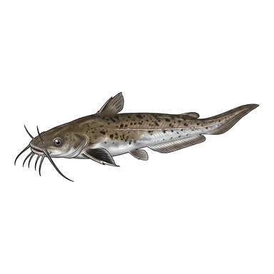 Desenho de Gray eel-catfish
