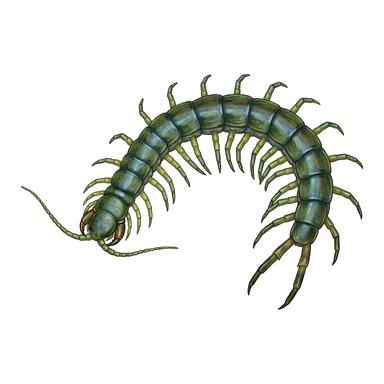 Green centipede کا کارٹون