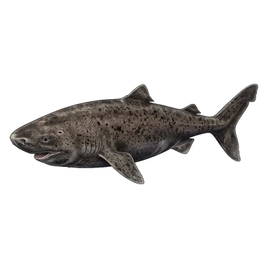 Greenland shark
