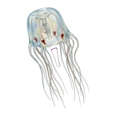 Hình hoạt hình Jimble