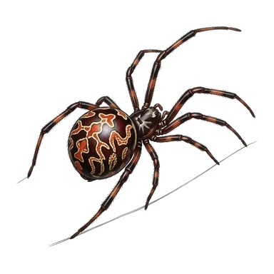 Karoo button spider-இன் கார்ட்டூன்