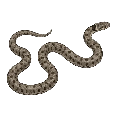 ภาพการ์ตูนของNight snake
