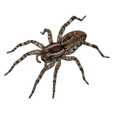 رسم كرتوني لـRabid wolf spider