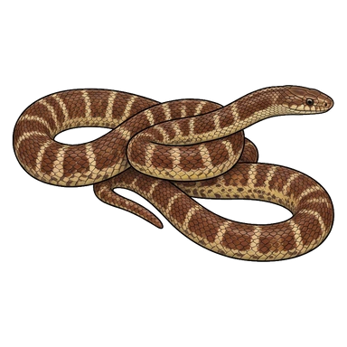 د Solomons small-eyed snake کارټون