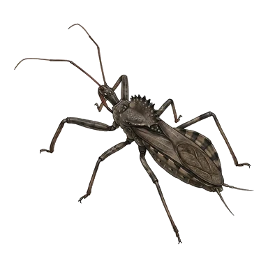 Desenho de Wheel bug