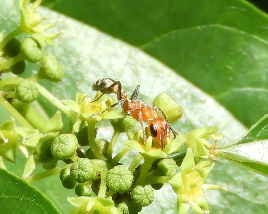 د Acacia ant عکس