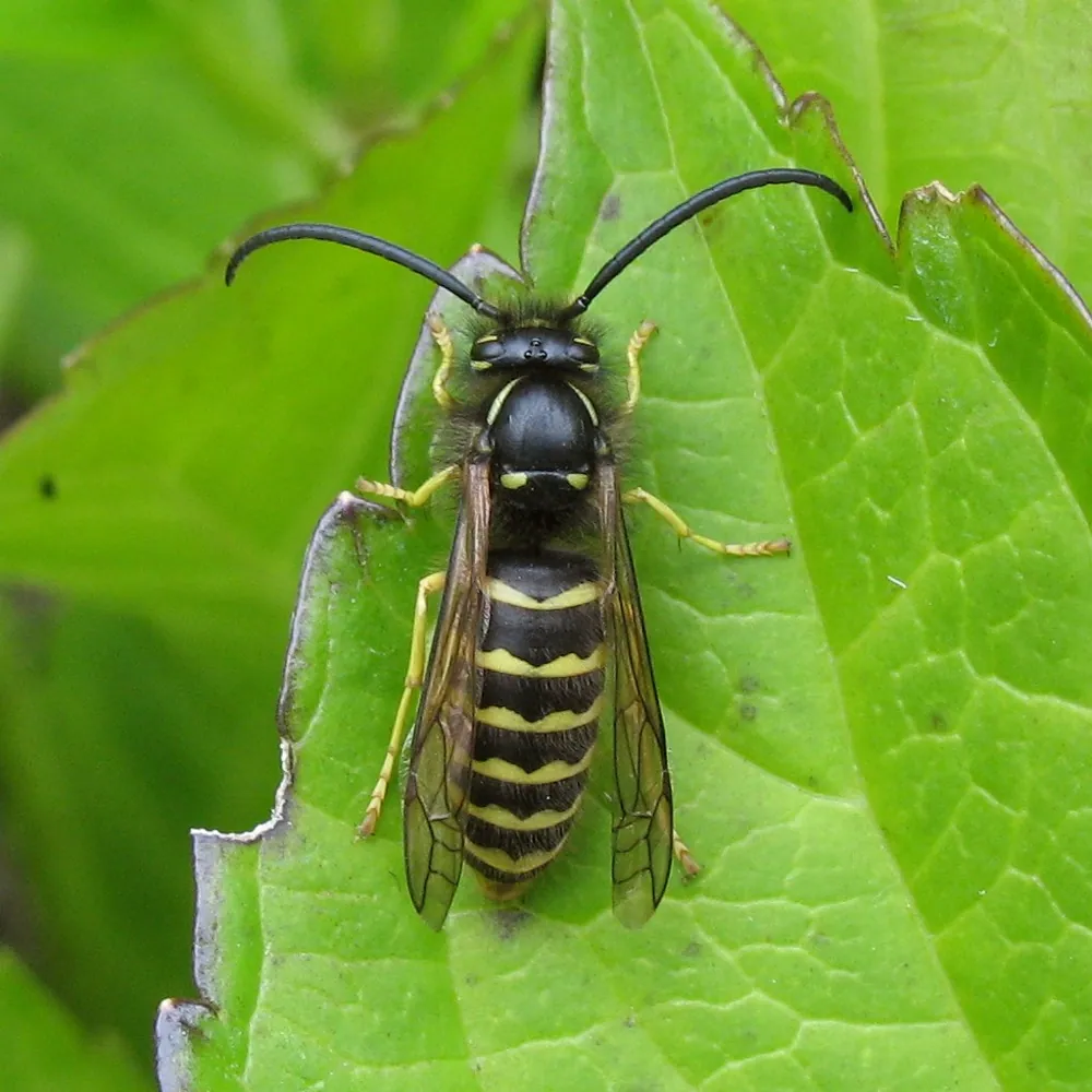 Aerial yellowjacket کی تصویر