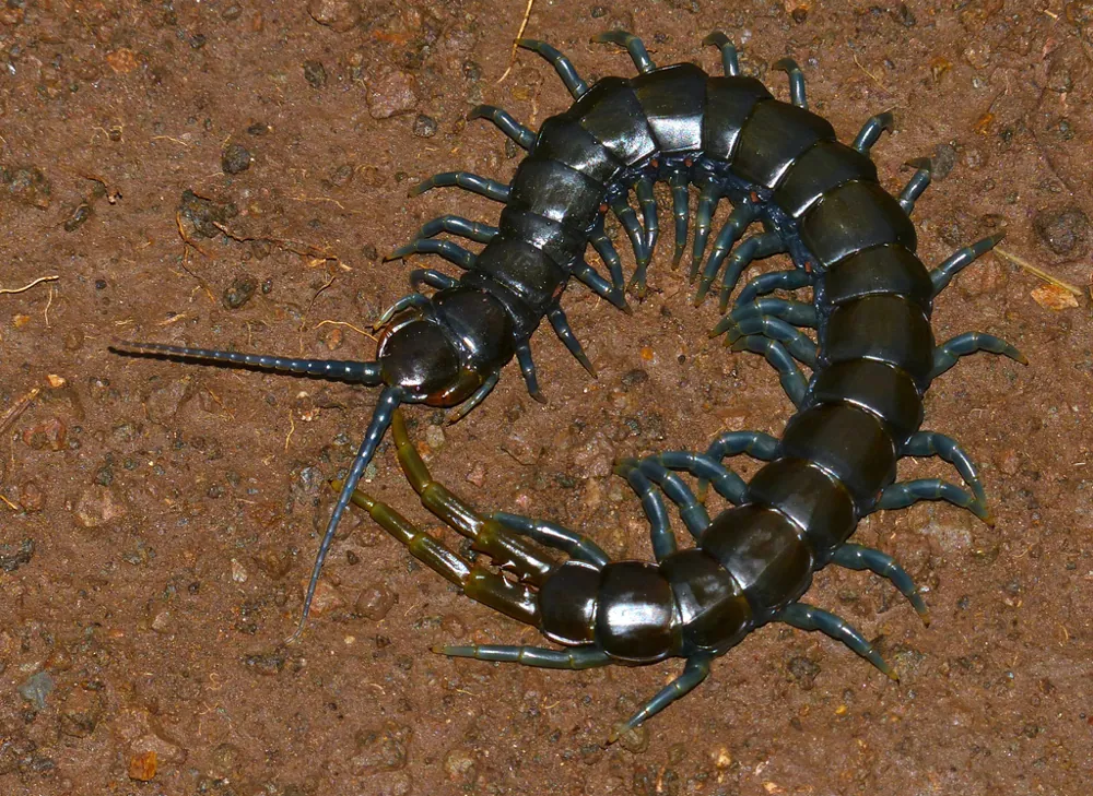 عکس African blue-ring centipede