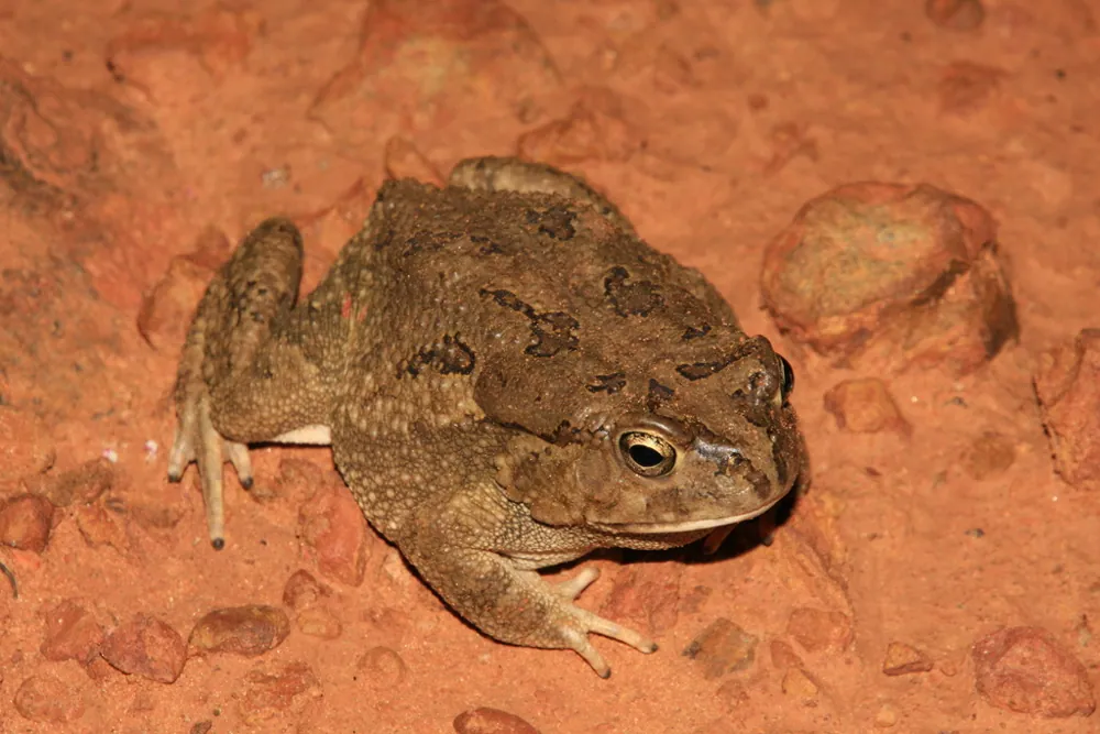 Foto de African common toad
