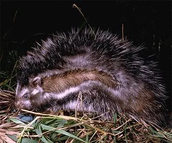 عکس African crested rat