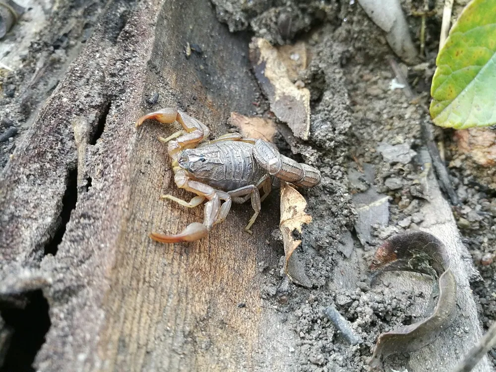 Foto de African hottentotta scorpion