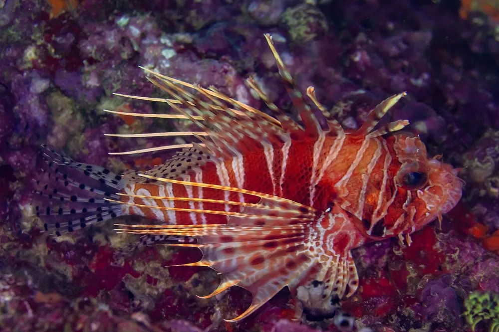 Foto af African lionfish
