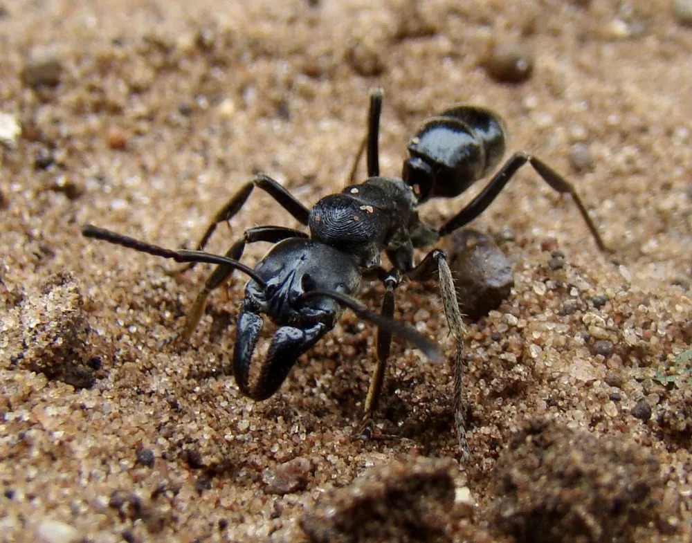 د African stink ant عکس