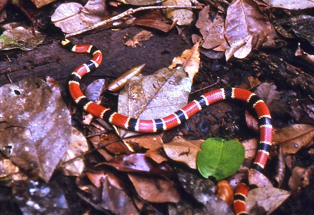 د Allen's coral snake عکس