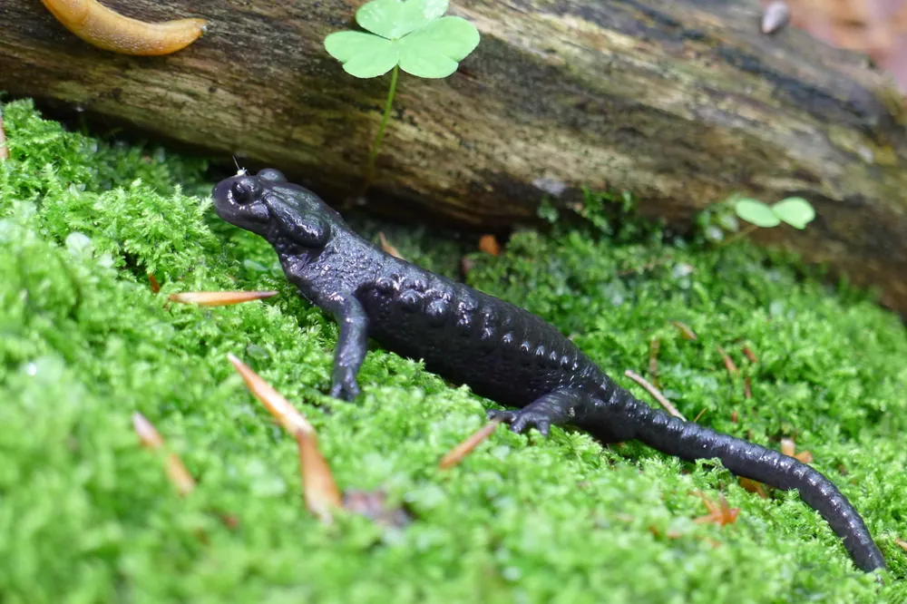 ภาพของAlpine salamander