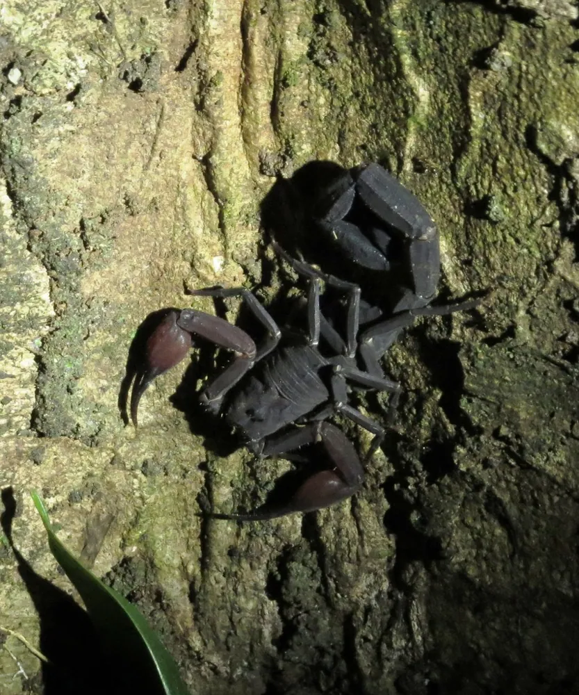 ภาพของAmazon forest scorpion