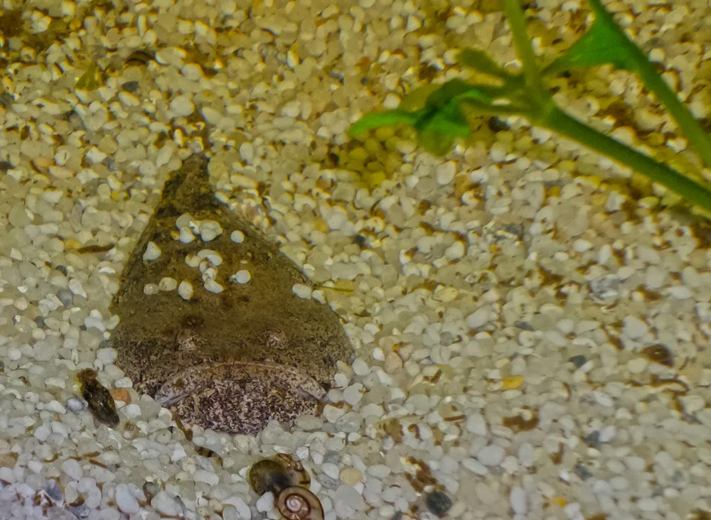 ภาพของAmazon toadfish