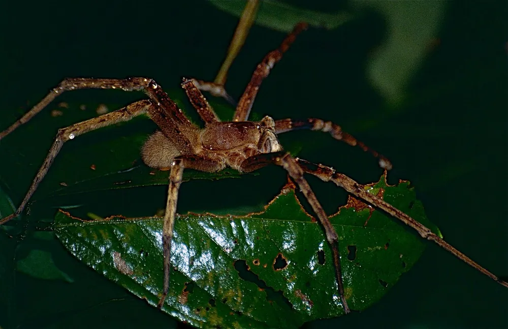 عکس Amazon wandering spider