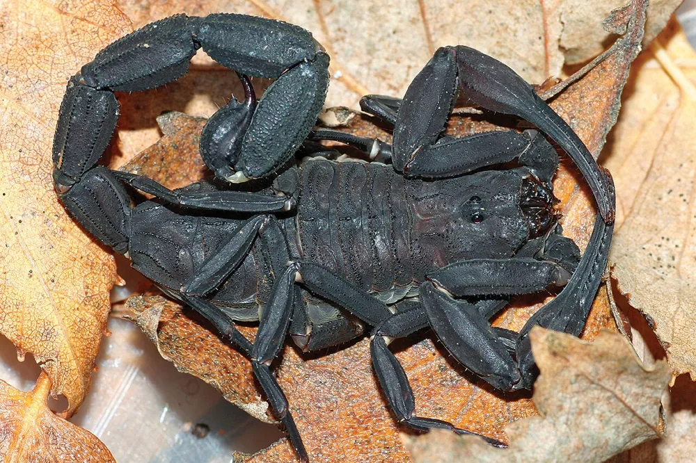 د Amazonian black scorpion عکس