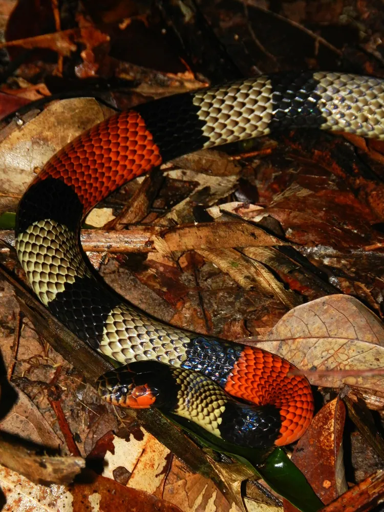 د Amazonian coral snake عکس