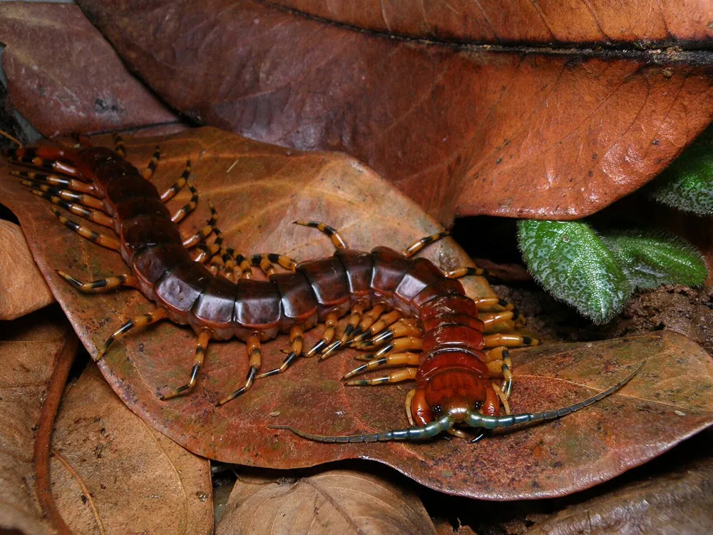 Фота: Amazonian giant green-horned centipede