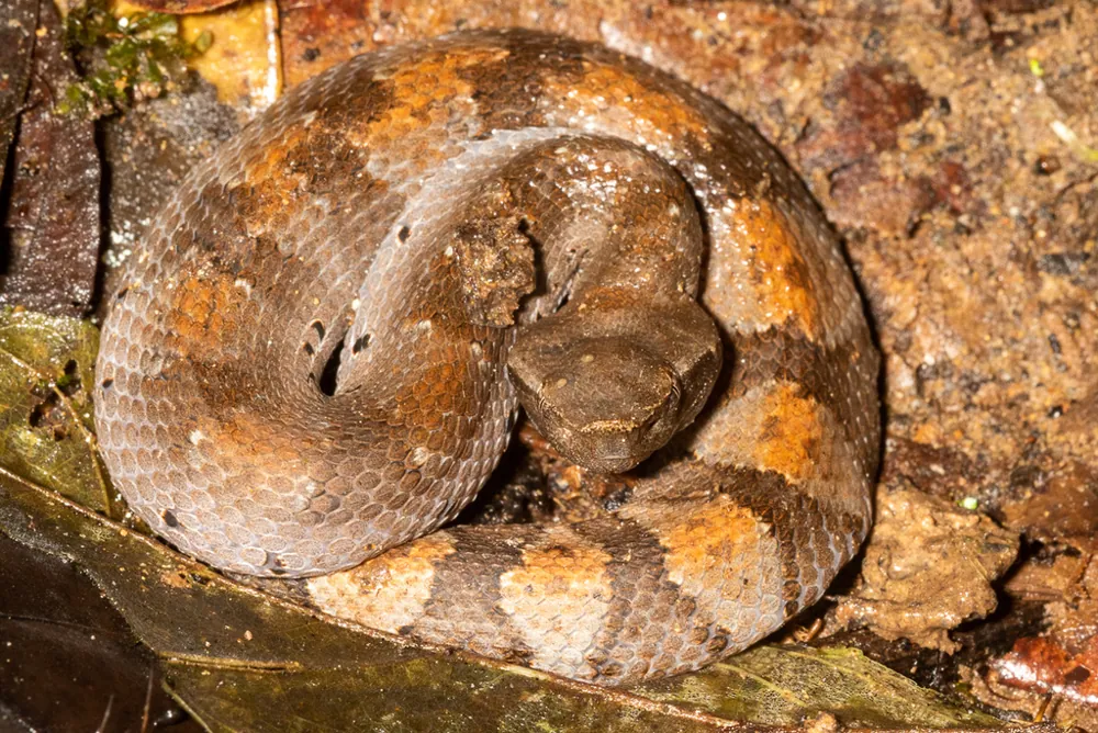 عکس Amazonian toadheaded pitviper