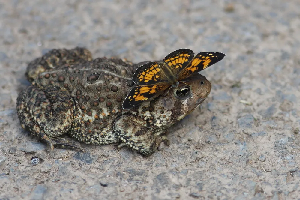 ภาพของAmerican toad