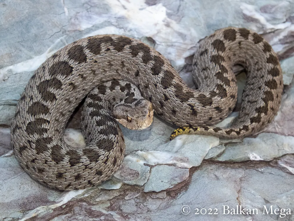 د Anatolian meadow viper عکس