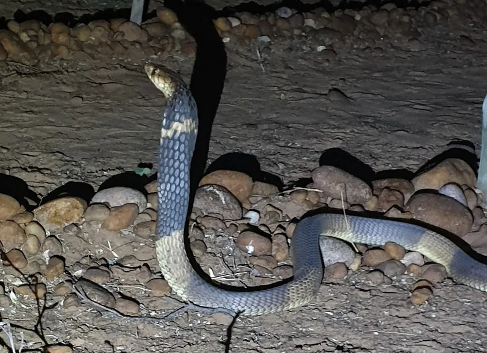 عکس Anchieta's cobra