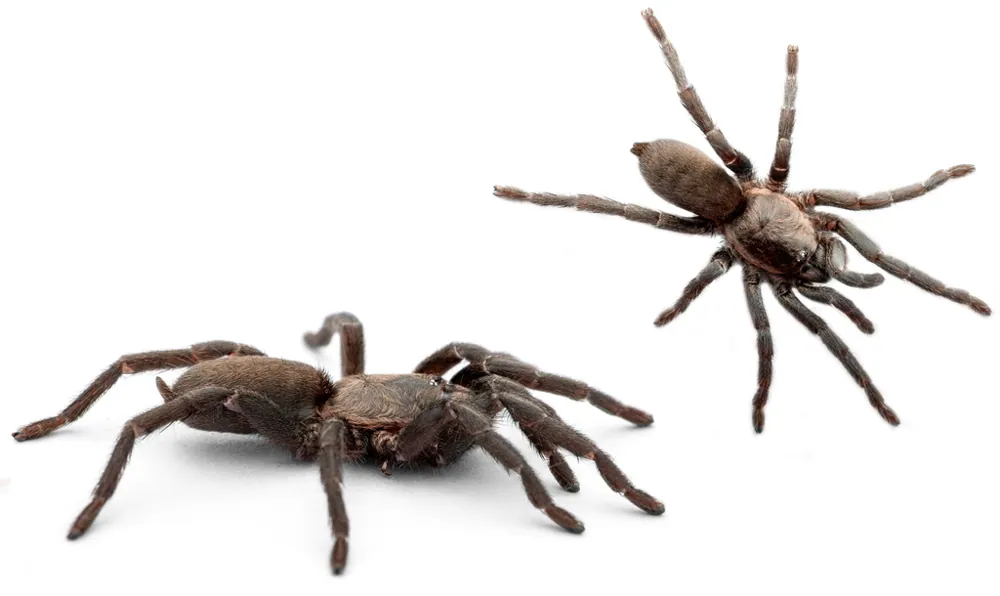 د Andalusian tarantula عکس