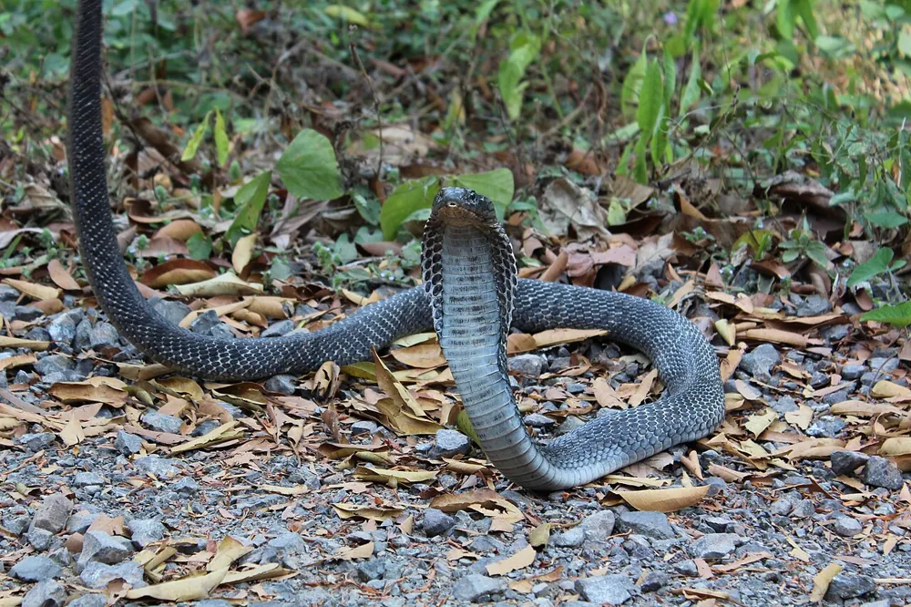 عکس Andaman cobra