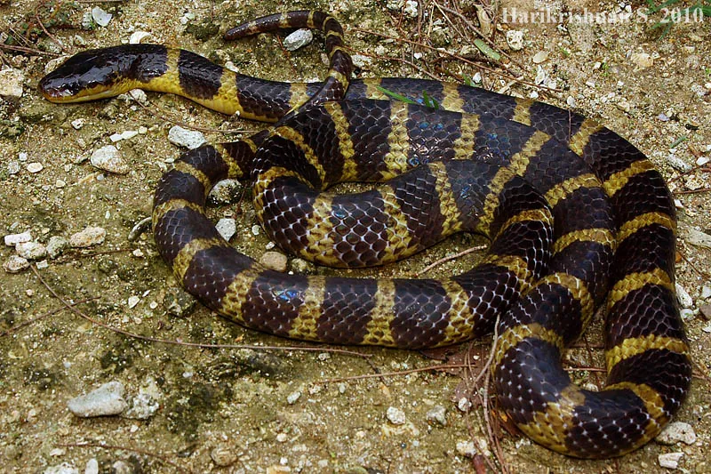 ภาพของAndaman krait