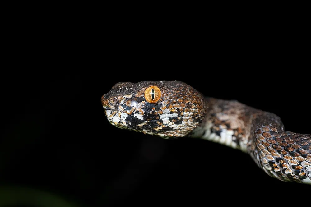 د Andaman pit viper عکس