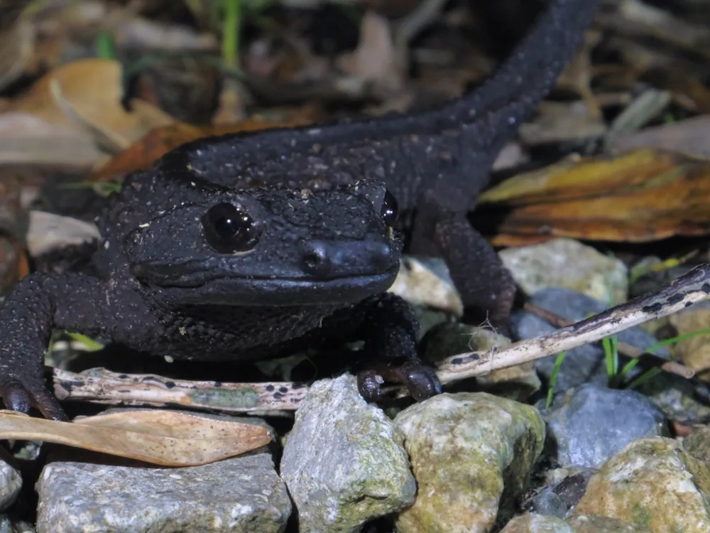 Foto de Anderson's crocodile newt