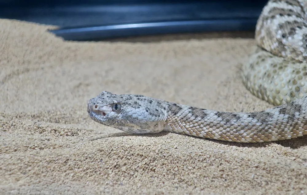 Angel de la Guarda Island speckled rattlesnake-இன் புகைப்படம்
