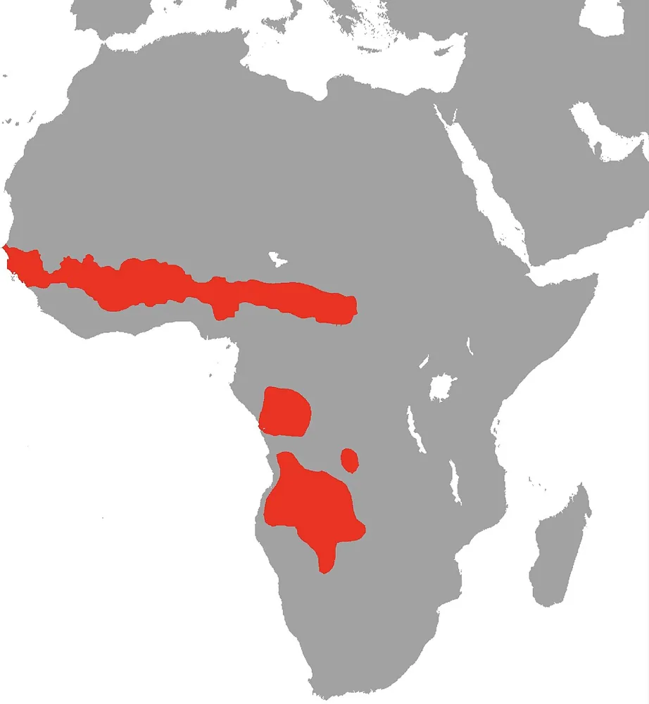 عکس Angolan garter snake