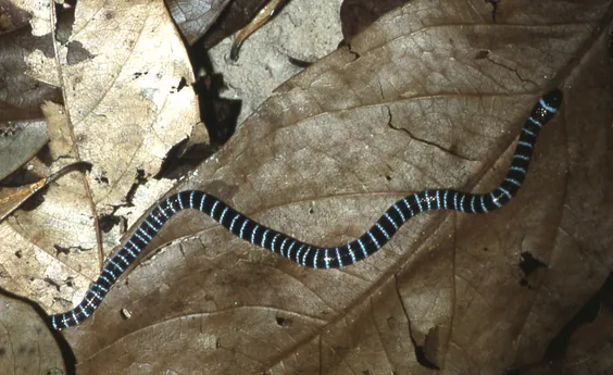 د Annellated coral snake عکس