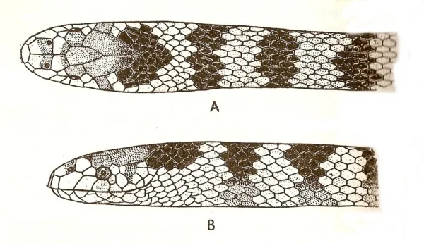 د Annulated sea snake عکس