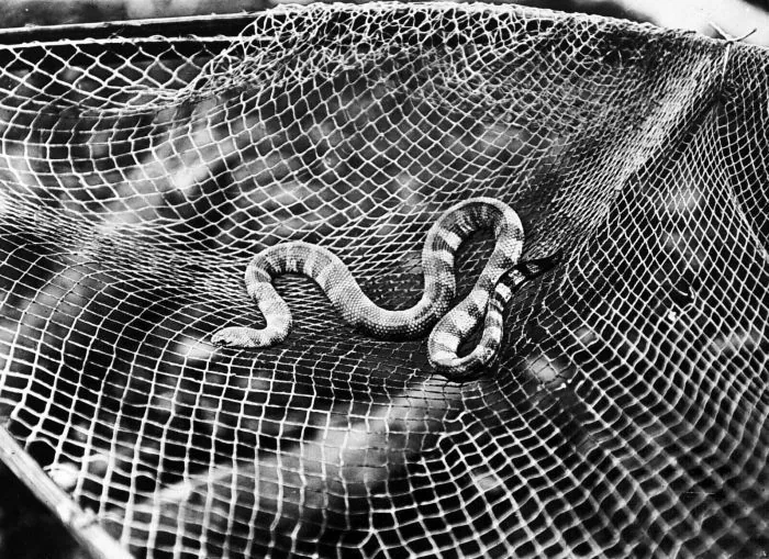 د Anomalous sea snake عکس