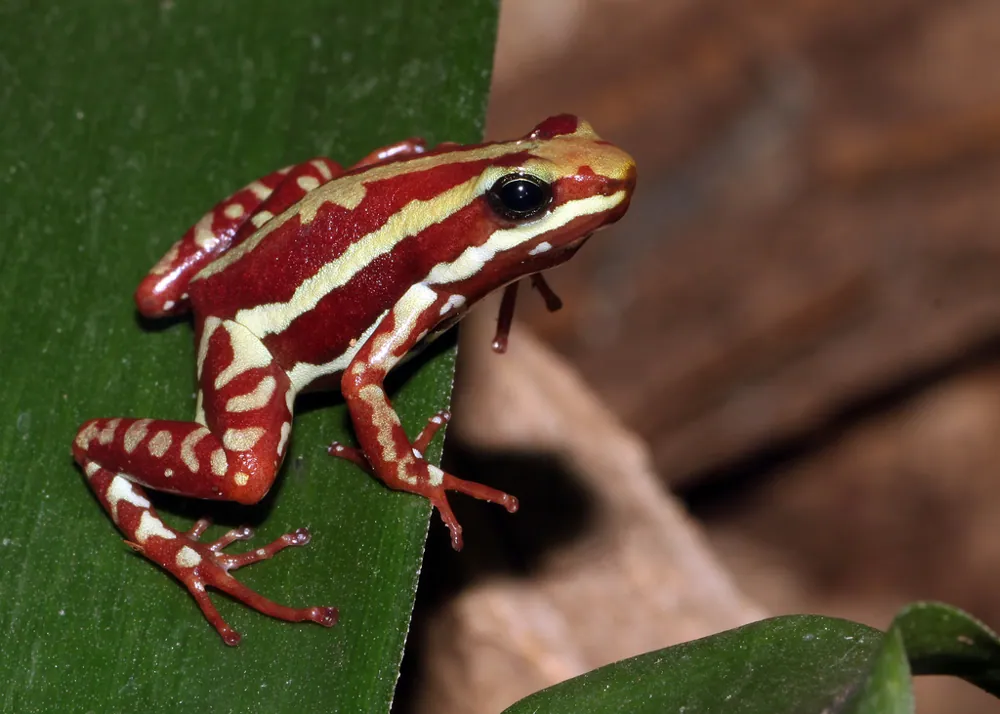 Foto de Anthony's poison arrow frog