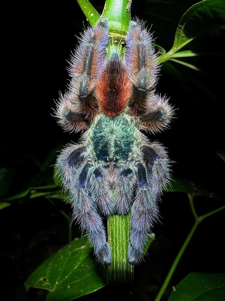 عکس Antilles pinktoe tarantula