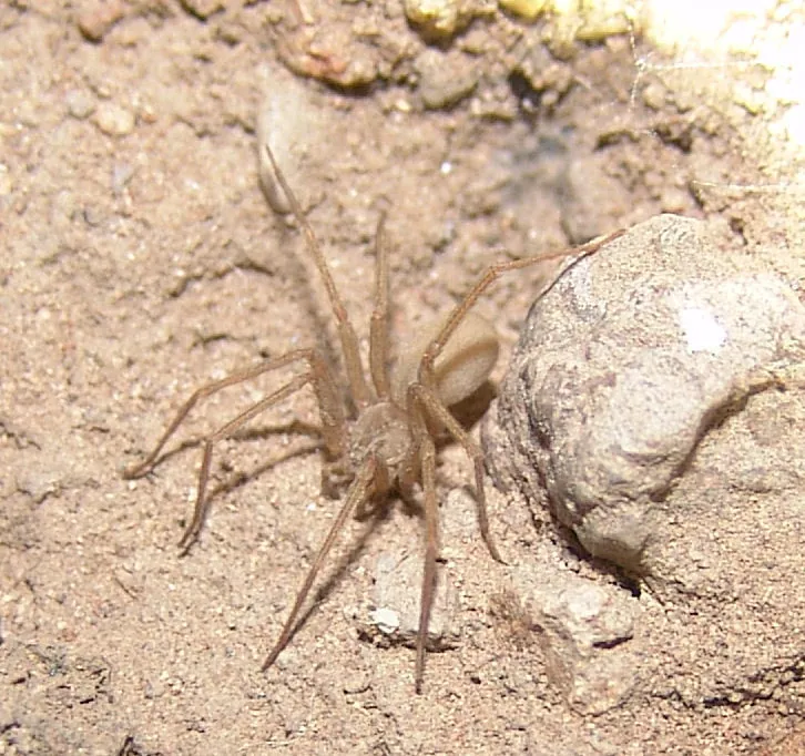 Ảnh Apache recluse