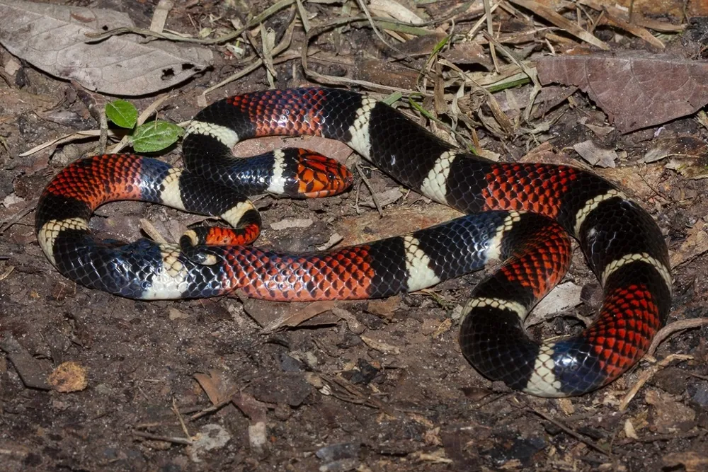 د Aquatic coral snake عکس