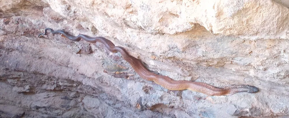 د Arabian cobra عکس